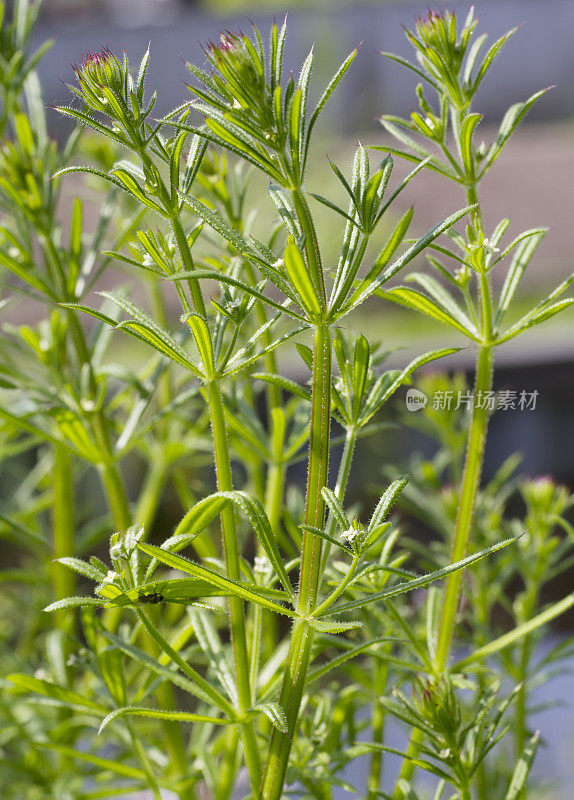 鹅草（Galium aparine）